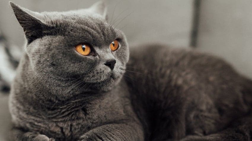 Çoklu foto - diğer fotoğraflar