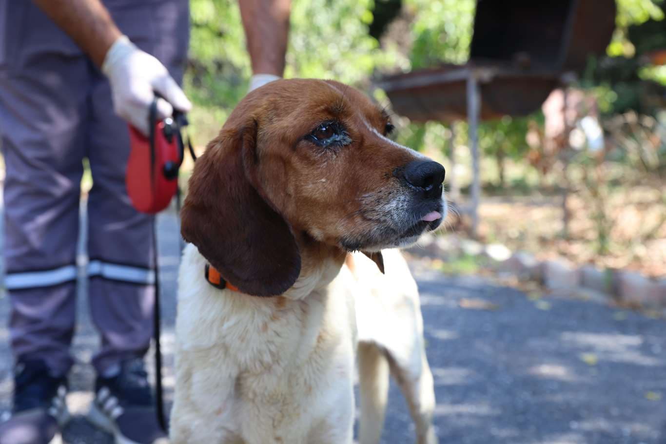 Av köpeği - Küpe No:9312