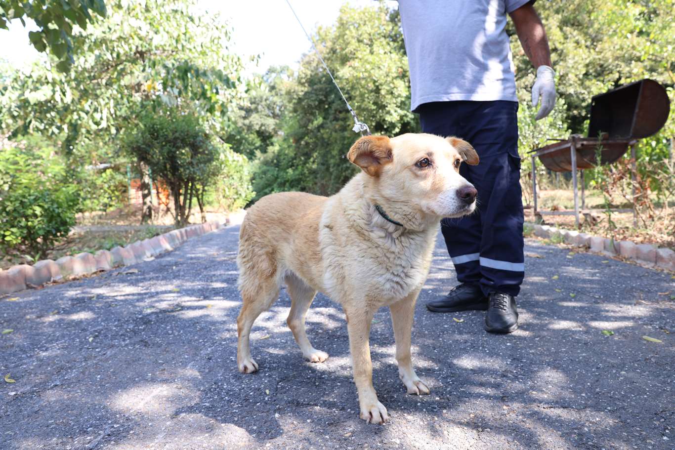 Av köpeği - Küpe No:9314