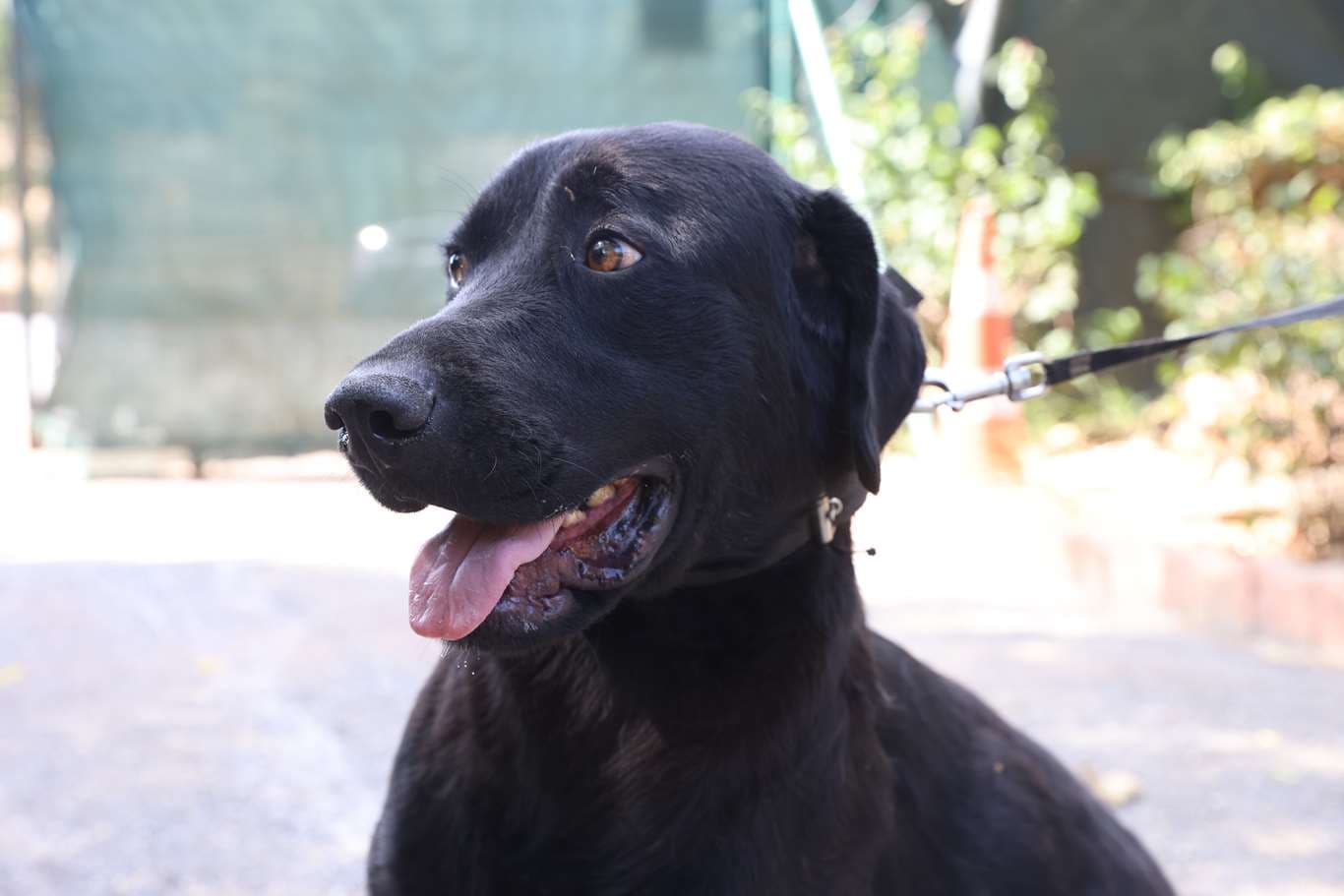 Av köpeği - Küpe No:9315