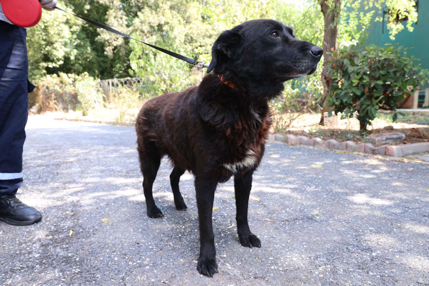 Av köpeği - Küpe No:9431