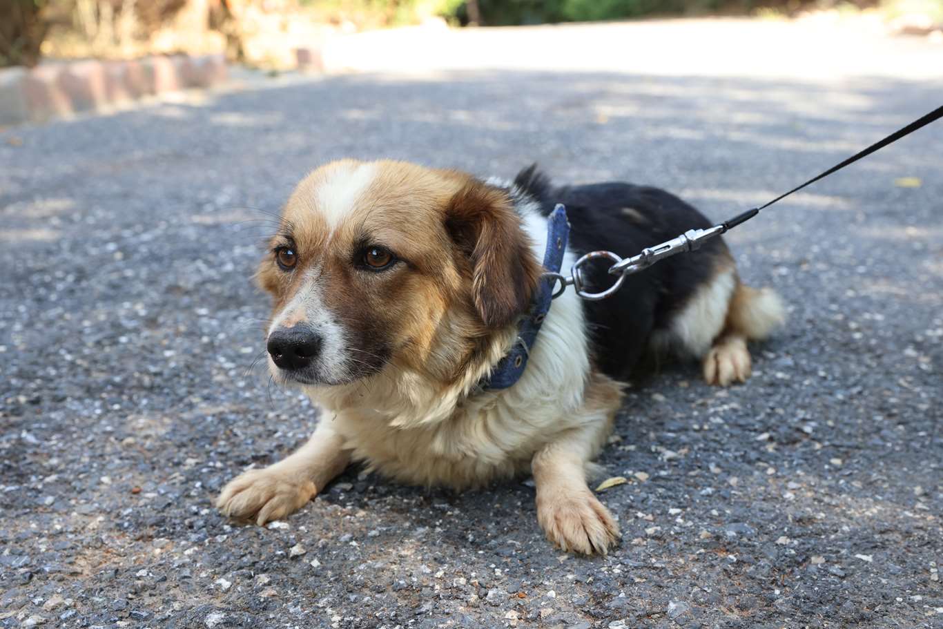 Fino melezi - Küpe No:9313