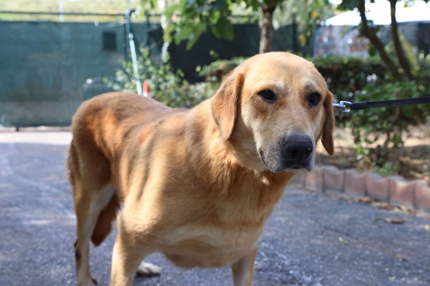 Golden melezi - Küpe No:9134